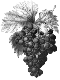 grape